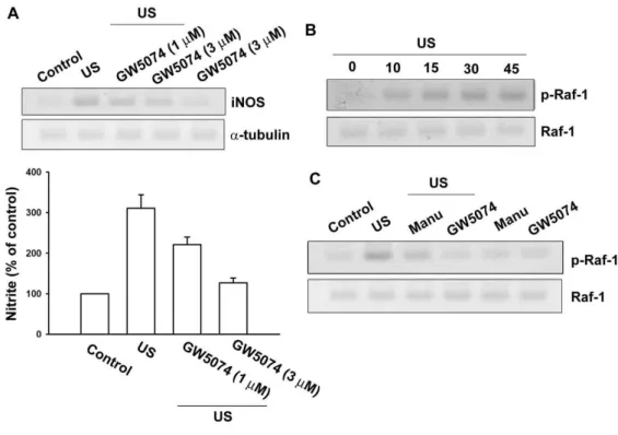 Fig. 10 Raf-1 is involved in the US-mediated an increase of iNOS expression. 
