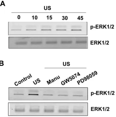 Fig. 12 ERK pathway is involved in the US-mediated an increase of iNOS expression. 