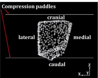 Fig. 5. The fixed y-direction displacement on the posterior breast surface during compression as the boundary  condition