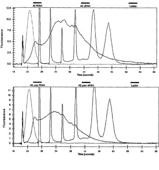 圖 4.2 cRNA fragmentation test(by Agilent 2100 Bioanalyzer)，RNA  ladder 包含六個 transcripts，長度分別為 0.2、0.5、1.0、2.0、4.0、