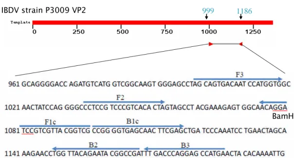 Figure 1. Schematic presentation of the primers used in the RT-LAMP assay for