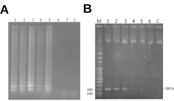 Figure 3. Sensitivity of the LAMP assay (A) and compare with PCR (B) for