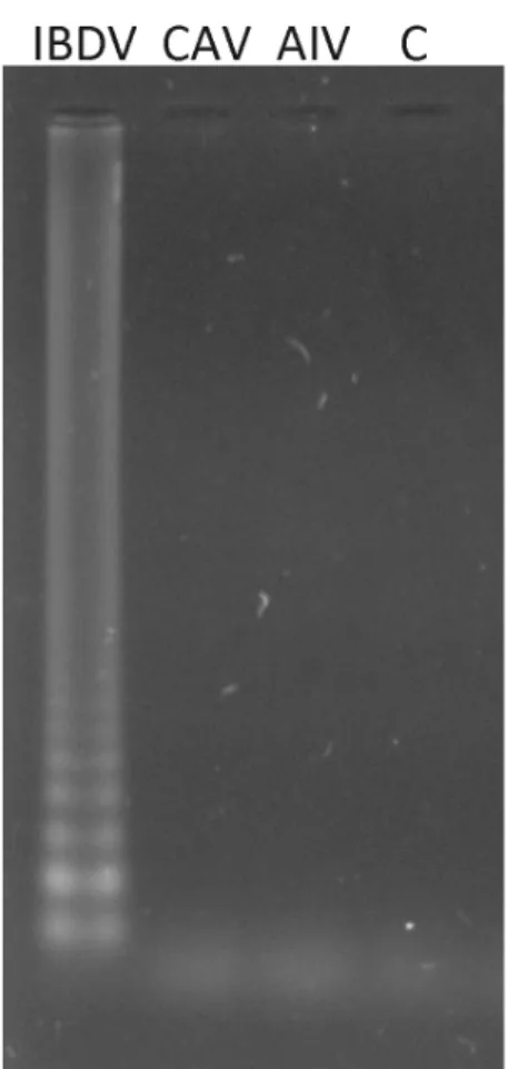 Figure 4. Specificity of the LAMP assay for the detection of the VP2 gene of