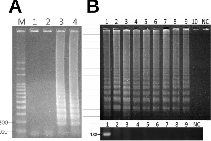 Figure 5. The one-step RT-LAMP assay for detecting IBDV-infected bursa tissue