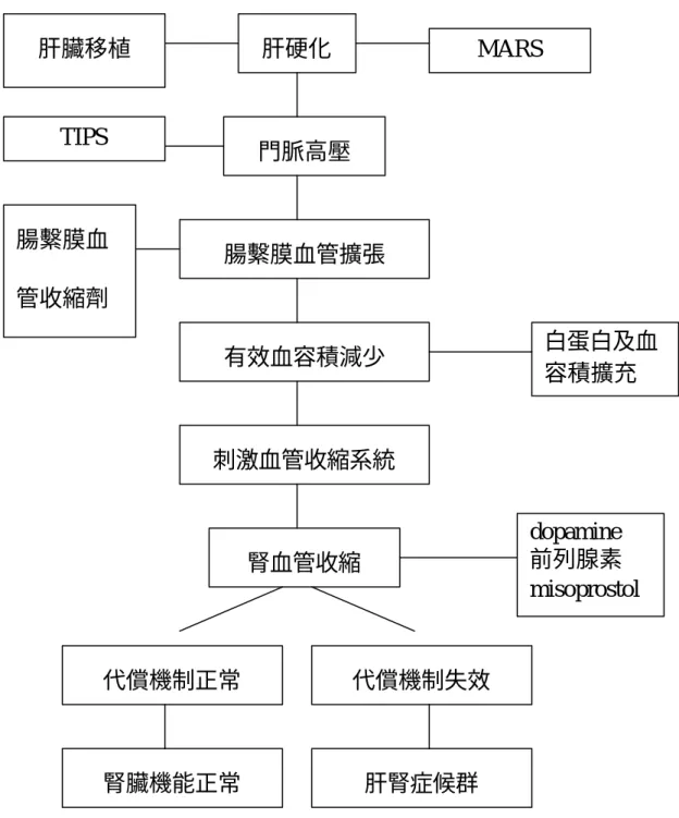 圖 1.  由周邊血管擴張理論所推演出的肝腎症候群病理機 轉和它的治療方式。 MARS=molecular absorbent recirculating  system。  肝硬化  門脈高壓  腸繫膜血管擴張 有效血容積減少  刺激血管收縮系統 腎血管收縮 代償機制正常  代償機制失效 肝腎症候群 腎臟機能正常 肝臟移植 腸繫膜血管收縮劑 TIPS  dopamine  前列腺素  misoprostol  白蛋白及血容積擴充MARS 