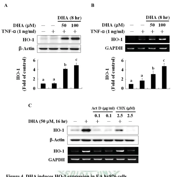 Figure 4. DHA induces HO-1 expression in EA.hy926 cells. 