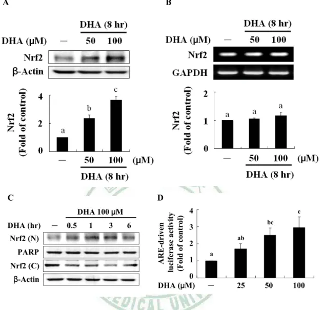Figure 5. Effect of DHA on Nrf2/ARE signaling pathway.
