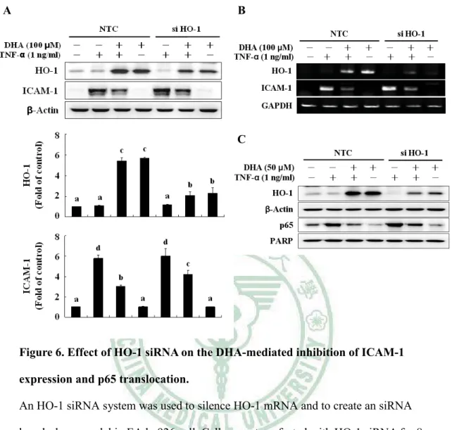 Figure 6. Effect of HO-1 siRNA on the DHA-mediated inhibition of ICAM-1 expression and p65 translocation.