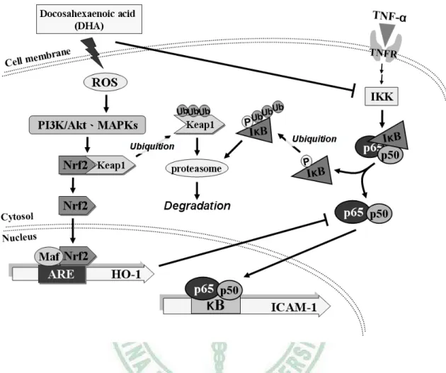 Figure 9. Model showing pathways that mediate the inhibition of expression of  ICAM-1 and adhesion of HL-60 cells to EA.hy926 cells by DHA under 
