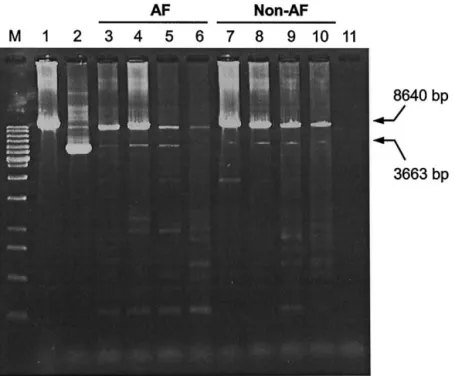 Fig. 1. Gel electrophorectogram of polymerase chain reaction (PCR) products amplified from mitochondrial DNA (mtDNA) of atrial muscles of atrial fibrillation (AF) and non-AF patients by using the primers L4 and H6