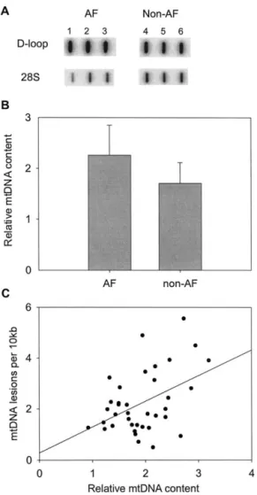Fig. 5. Increase of mitochondrial DNA (mtDNA) content in the atrial muscle of atrial fibrillation (AF) patients