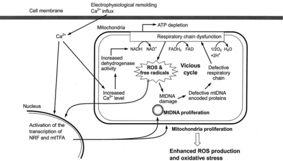 Fig. 6. A schematic illustration of the role of oxidative injury, mitochondrial (mtDNA) damage and mitochondrial dysfunction in the pathophysiology of atrial fibrillation (AF)