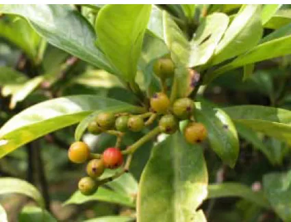 Figure 3-1    九節木(Psychortia rubra ( Lour. ) Poir.)植物圖 