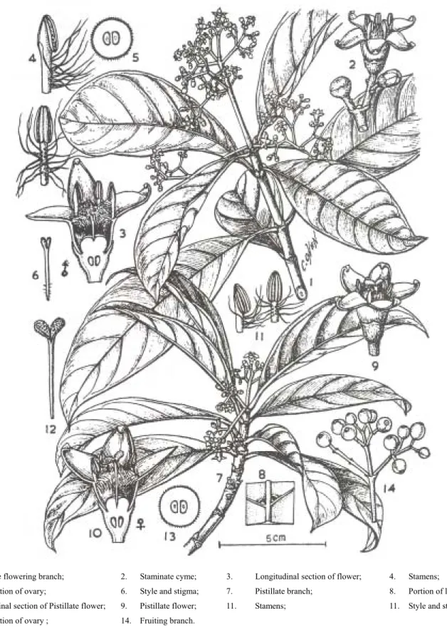 Figure 2-1    九節木(Psychortia rubra ( Lour. ) Poir.)植物型態特徵圖 [2] 