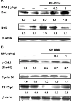 Fig. 5. Effect of RPA on apoptosis and antiproliferation in OH-BBN-induced urothe- urothe-lium