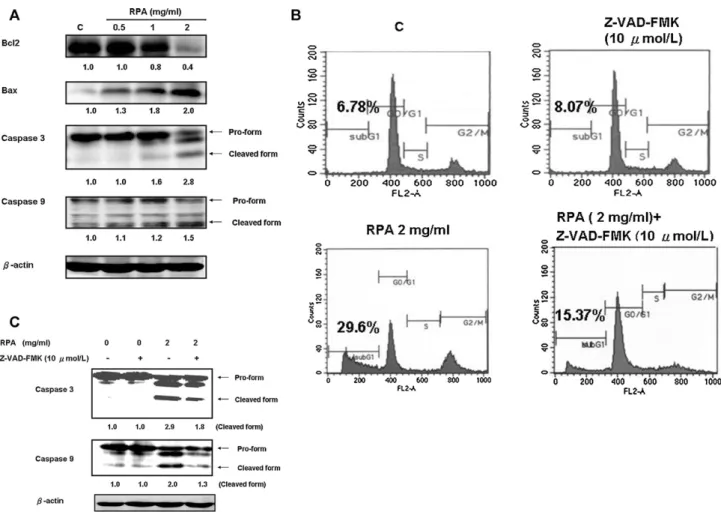 Fig. 2. Effect of RPA on apoptotic proteins in TSGH-8301 cells. Cells were treated with various concentrations of RPA (0.5–2 mg/ml) for 24 h as detailed in Section 2