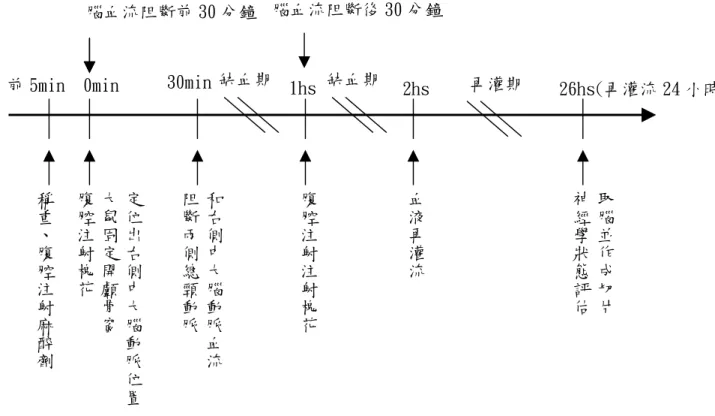 圖 3.2 槐花組之實驗流程  取腦並作成切片神經學狀態評估定位出右側中大腦動脈位置大鼠固定開顱骨窗腹腔注射槐花稱重、腹腔注射麻醉劑和右側中大腦動脈血流阻斷兩側總頸動脈血液再灌流腦血流阻斷前 30 分鐘30min     2hs 26hs(再灌流 24 小時)前 5min  0min腦血流阻斷後 30 分鐘1hs 腹腔注射注射槐花缺血期 再灌期 缺血期 