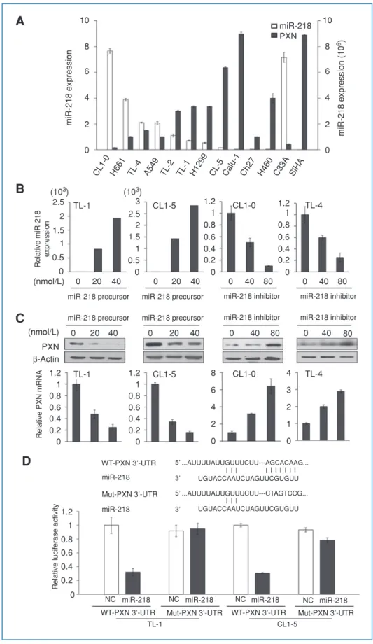 Figure 2. miR-218 suppressed PXN expression by directly targeting its 3’-UTR. A, expression levels of miR-218 and PXN were evaluated by real-time PCR in 11 lung and 2 cervical cancer cell lines