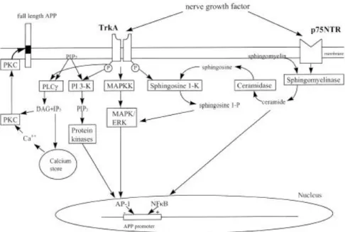 圖 2.2 神經生長因子作用機轉 (Rossner et al.,1998)