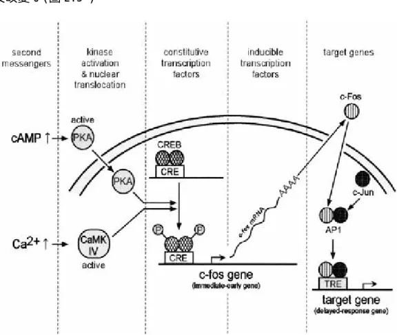 圖 2.3 長期記憶形成機轉 (Platenik et al., 2000) 