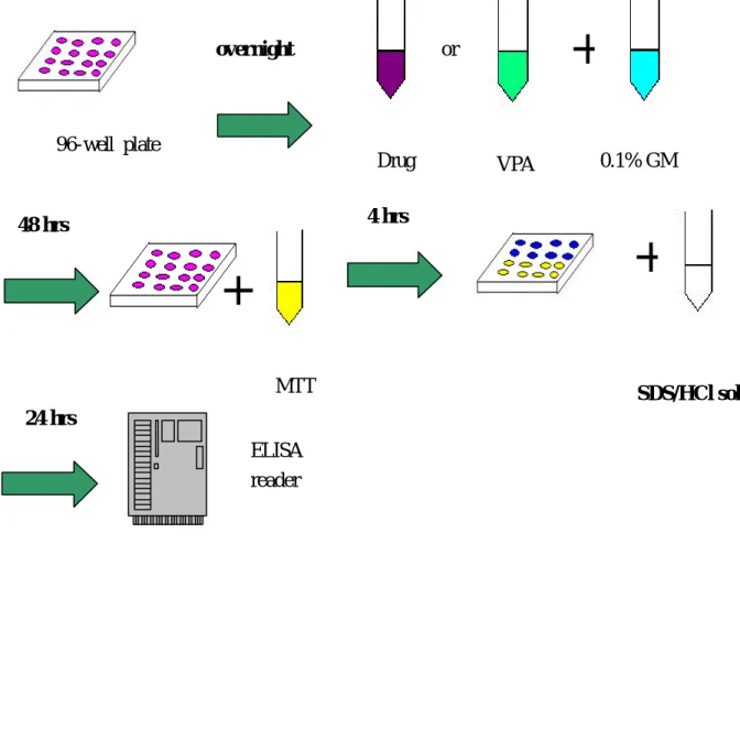 圖 3.2 MTT 實驗流程 96-wellplate overnight  Drug  or  VPA  +  0.1% GM 48 hrs + MTT 4 hrs  SDS/HCl solution 24 hrs ELISA   reader+ 