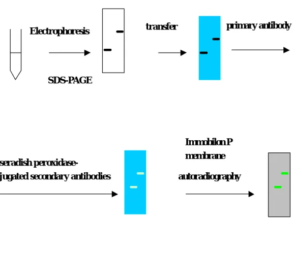 圖 3.3 Western blot 實驗流程 