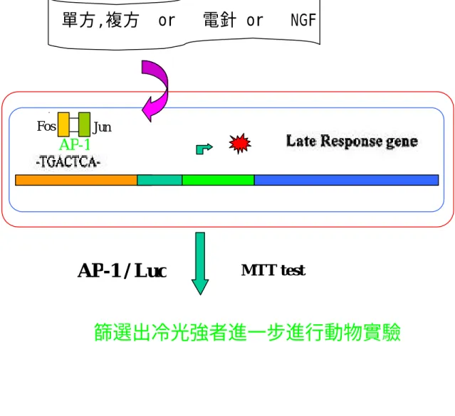 圖 6.1 未來實驗流程 Fos   Jun 