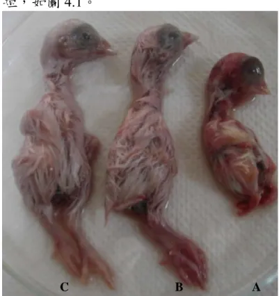 Figure 4.1 Observation of morphology of each experimental chick embryo. Effects on  the development of chick embryos by 8–day treatment of (A) 25 µl of 60 mM aluminum  citrate, (B) 25 µl of 0.7% NaCl or (C) 25 µl of the crude water extract of Gusuibu