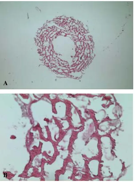 Figure 4.6 Histological observations of long bone of chick embryo treated with 0.7% 