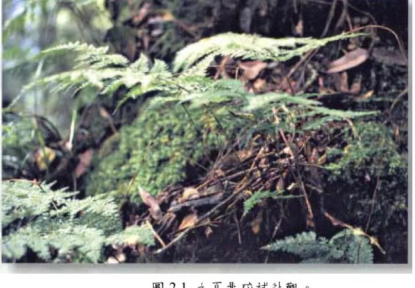圖 2.1  大頁骨碎補外觀。
