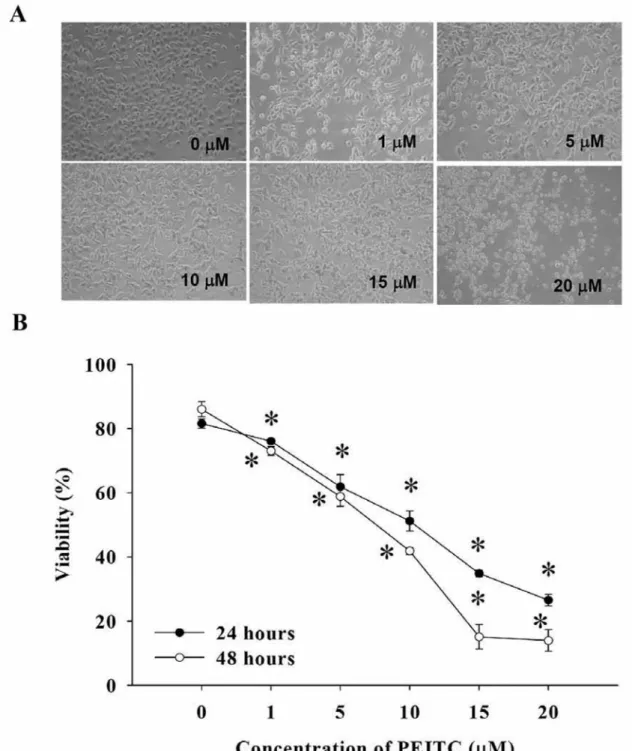 Figure 1. PEITC affected on cell morphology and viability in DU 145 cells. Cells were cultured in RPMI-1640 medium and 10% FBS with PEITC for 24 and 48 h