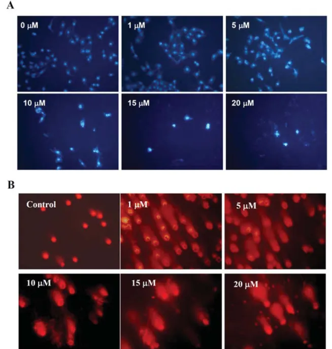 Figure 3. PEITC induced apoptosis and DNA damage in DU 145 cells. Cells were treated with PEITC at various doses and then were incubated for 24 h