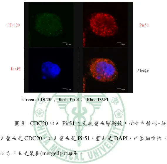 圖 8    CDC20 以及 Pir51 在免疫螢光顯微鏡下的分布情形。綠 色螢光是 CDC20，紅色螢光是 Pir51，藍色是 DAPI，可染細胞核，