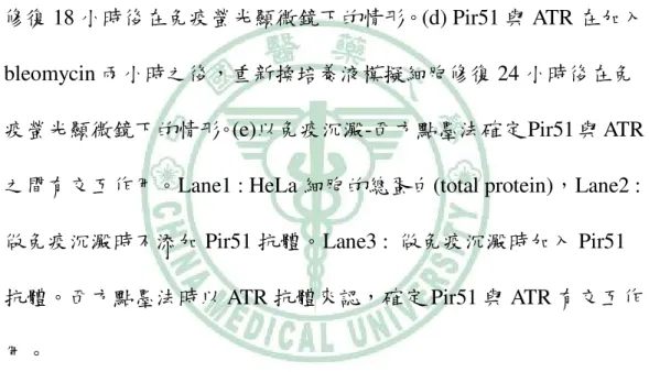 圖 11    Pir51 與 ATR 在加入 bleomycin 之後在免疫螢光顯微鏡下的情 形。綠色是 ATR，紅色是 Pir51，藍色是 DAPI。(a)  為 Pir51 與 ATR 在細胞內的分布情形。ATR 主要分布在細胞核，Pir51 則分布在細胞 核及細胞質。(b) Pir51 與 ATR 在加入 bleomycin 兩小時之後，重新換 培養液模擬細胞修復放置 2 小時後在免疫螢光顯微鏡下的情形。(c)  Pir51 與 ATR 在加入 bleomycin 兩小時之後，重新換培養液模擬細胞 