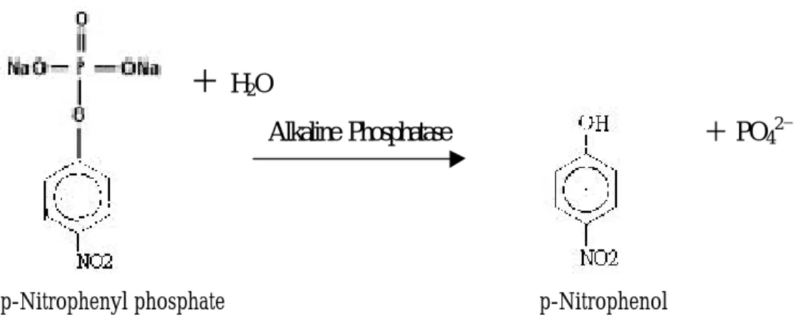 圖 2.5   鹼性磷酸酵素能催化水解 p-nitrophenylphosphate，而釋放p-nitrophenylate  anion，在波長 O.D .405 nm  有最大的吸光值 〔 26-38〕 。 