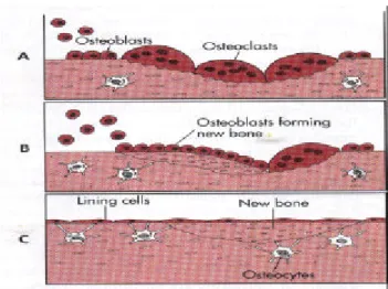 圖 2.1 骨骼的形成和再塑過程 〔1〕 2.2.  骨母細胞   2.2.1  骨母細胞的來源和分化   骨生成( osteogenic )細胞是由具有多種能力的間葉細胞分化而 來，間葉細胞不僅可分化成硬骨原始細胞( osteoprogenitor )，還包括 軟骨細胞( chondrocyte )、脂肪細胞( adipocytes )、纖維母細胞 ( fibroblasts )、肌細胞( myoblasts )等細胞群系【圖 2.2】 〔 10〕 。現在許多 研究已經證實已分化的軟骨細胞、脂肪細胞在某些