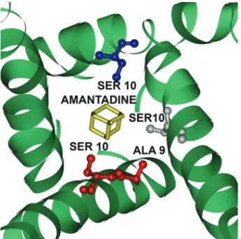 Figure 2:  The docking pose of amantadine (control) in M2 protein.