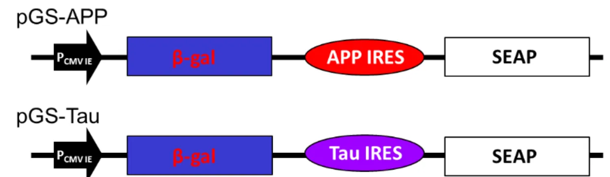 Fig 1. Construct of pGS-APP and pGS-Tau. The bi-cistronic vectors contain the genes for beta-galactosidase (-Gal) and secretory alkaline phosphatase (SEAP), IRES element from the APP or the Tau genes, APP IRES and Tau IRES, respectively
