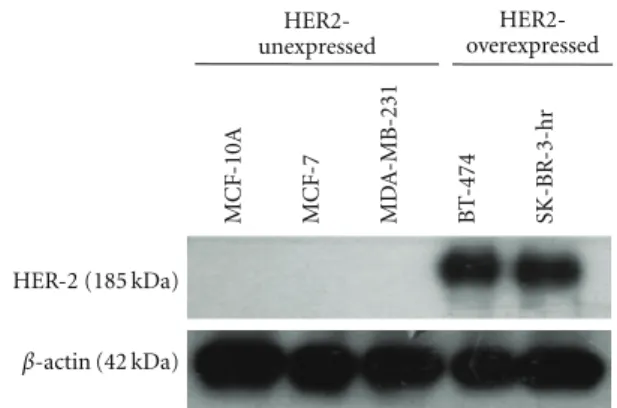 Figure 1: The expression of HER-2 oncoprotein in various human breast cancer cell lines