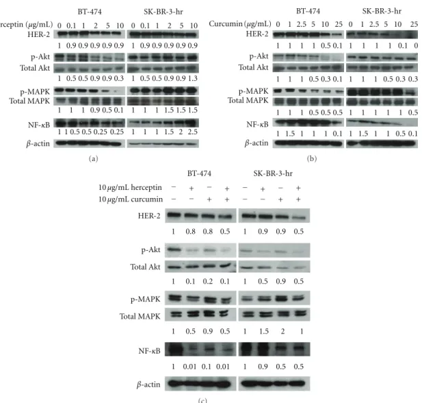 Figure 4: The level of HER-2, phosphorylated Akt, MAPK, and NF-κB after treatment with herceptin and/or curcumin in HER-2- HER-2-overexpressed breast cancer cells
