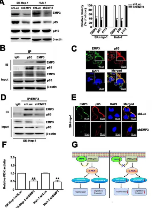 Figure 7: Knockdown of EMP3 reduces the expression and activity of PI3K in SK-Hep-1 cells and the proposed roles of EMP3 in HCC proliferation and invasion