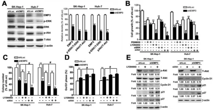 Figure 4: Knockdown of EMP3 suppresses cell proliferation of HCC cells mainly through inactivation of PI3K/Akt pathway