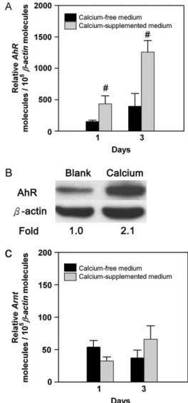 FIG. 2. Effect of Ca 2þ on the expression of AhR and Arnt in SAE cell cultures. SAE cells were cultivated in Ca 2þ -free or supplemented medium for 72 h