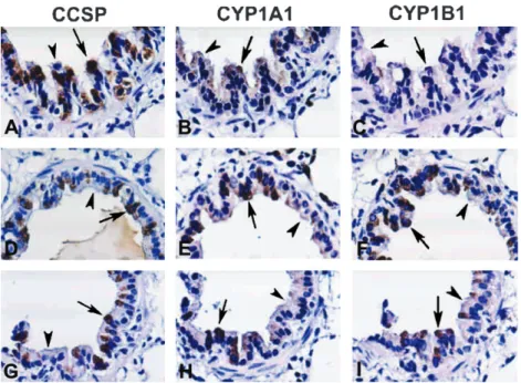 FIG. 3. Colocalization of Clara cell secretory protein (CCSP) and CYP1A1/CYP1B1 in rat lung slice cultures