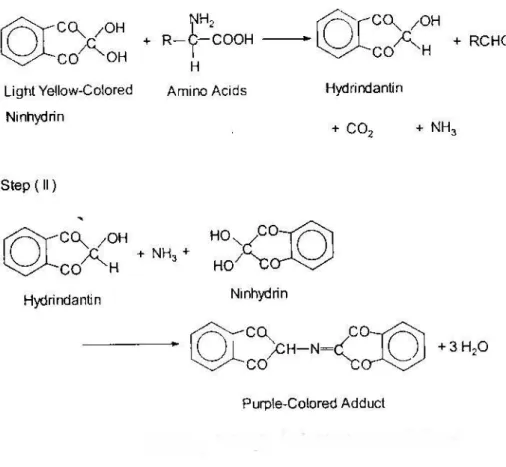 圖 3.2 ninhydrin  與自由胺基的反應機制 