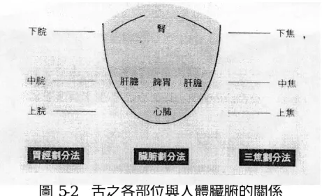 圖 5-2  舌之各部位與人體臟腑的關係  舌尖看做主要反映心肺病變的區域，臨床上失眠、心煩等心火旺患 者，可表現出舌尖紅而刺，舌中部反映脾胃功能，如胃陰虧虛，可見中 部舌苔剝落，胃有食積，多見舌中部苔膩而垢，舌根部反映腎的虛實， 腎陽虛者多見舌根部濕滑而白，腎陰虛者多見舌根部苔剝而光滑，舌的 兩邊主肝膽，肝硬化、肝癌患者，舌之兩邊多見瘀斑、瘀點。在本研究 中從表 4-11、表 4-12 從舌色、舌形、苔色、苔形中與幽門螺旋桿菌的感 染與否中，可認知腸胃道疾病與苔色有相互關係。  紅外線熱像儀應用在醫學上，