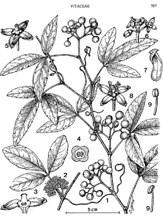圖 1 Flora of Taiwan  第二版中對於三葉崖爬藤的形態圖解 