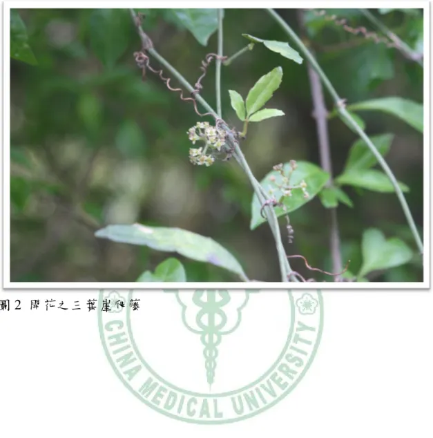 圖 2  開花之三葉崖爬藤 