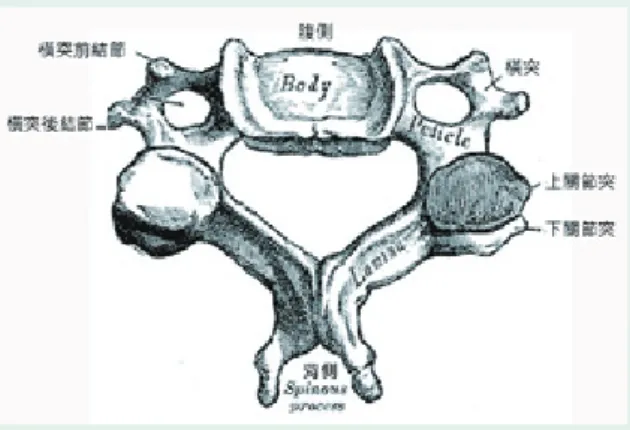 圖 1：星狀神經節和周邊解剖構造的相對位置 圖 3：Horner’s症候群的表現圖2：第六頸椎解剖構造 施打一側的眼瞼下垂，瞳孔縮小，結膜充血何謂星狀神經節阻斷術？正在為疼痛所苦的您，可能想知道星狀神經節在哪裡？星狀神經節阻斷術又是如何施行的？星狀神經節意指下頸神經節