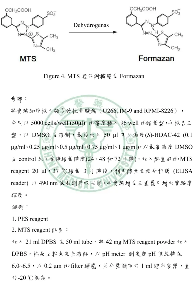 Figure 4. MTS 經代謝轉變為 Formazan 